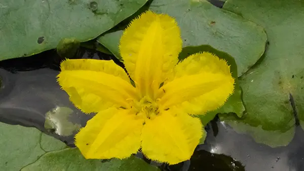 アサザの花弁拡大写真