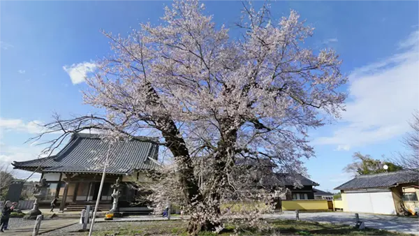 歓喜寺の彼岸桜の開花の景観写真