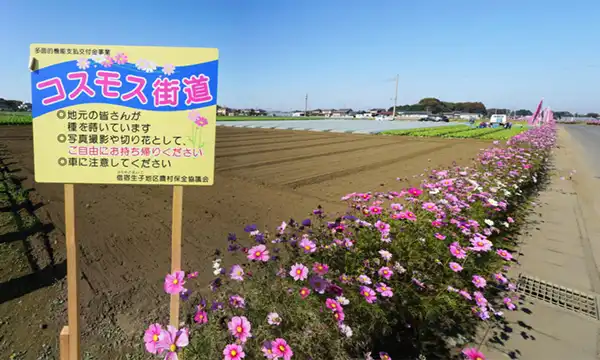 借宿生子のコスモス街道の開花景観写真