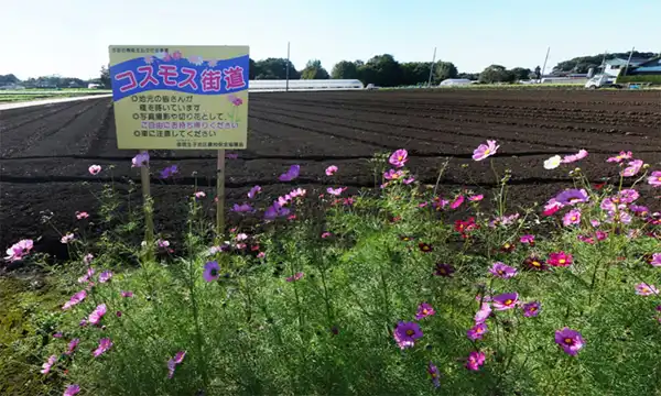 茨城県坂東市の生子コスモス街道の開花景観写真