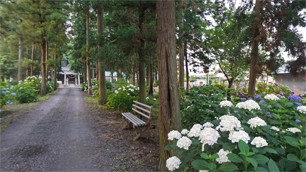 筑西市春日神社のアジサイ開花景観写真とVRツアーリンク