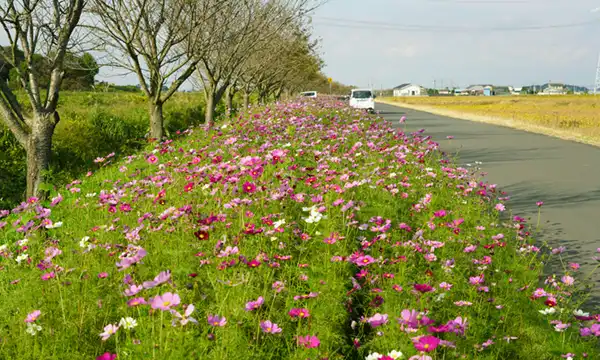 茨城県筑西市の勤行川コスモスロード