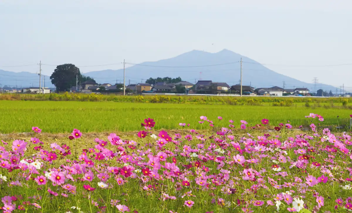 勤行川コスモスロードと筑波山の写真とVRツアーリンク