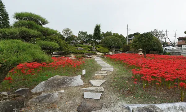 茨城県筑西市の千妙寺の彼岸花