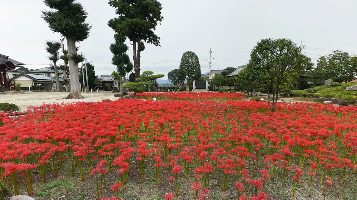 千妙寺西側書院前からの庭園と彼岸花景観写真とVRツアーのリンク