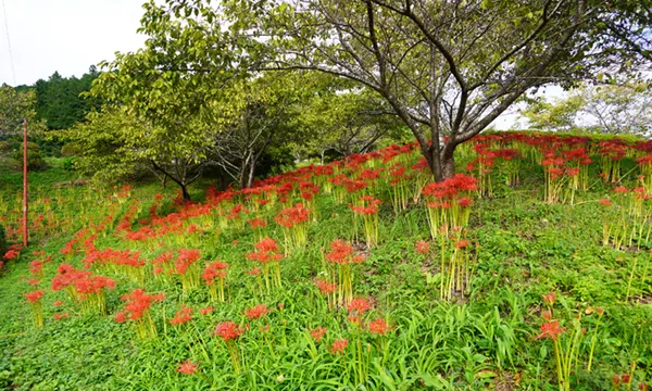 茨城県大子町の奥久慈茶の里公園の彼岸花群生地