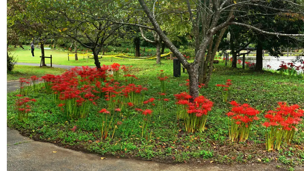 奥久慈茶の里公園の遊歩道の曼殊沙華コースVRツアー