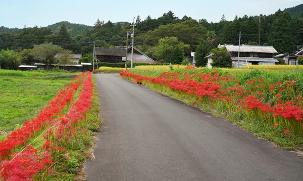 茨城県大子町佐貫の彼岸花群生地