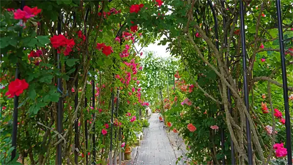 中央付近のアーチのバラの開花景観写真