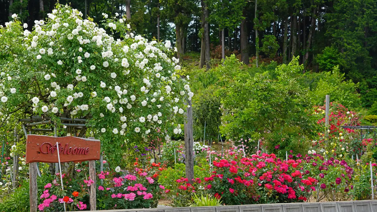 芦野倉ローズガーデンの南西の看板の場所のバラの開花景観写真