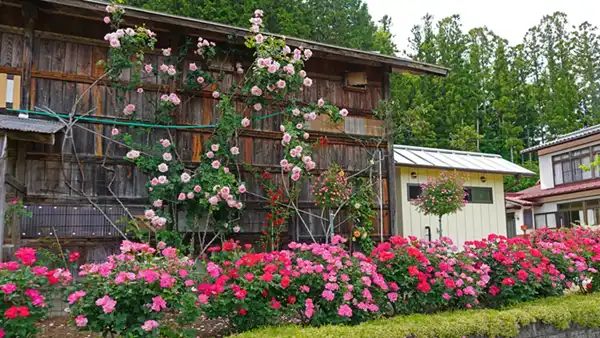 芦野倉ローズガーデンの道路側の納屋のバラの開花景観写真