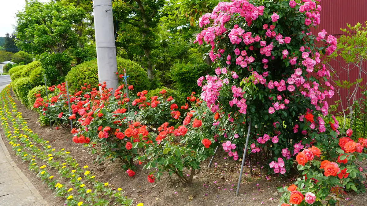 古内バラ園の東側端の道路ぎわのバラの開花写真