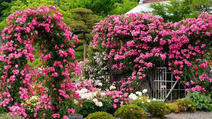 古内バラ園のバラのアーチ景観写真
