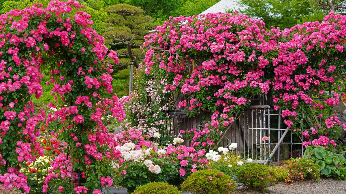 バラのアーチ・フェンスのバラの開花写真