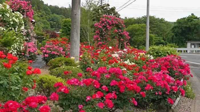 茨城県大子町の古内バラ園のバラの開花景観写真