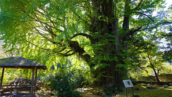 大子町の法龍寺の大イチョウの紅葉状況写真