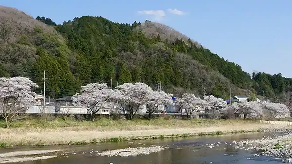 対岸からの久慈川と桜並木の景観