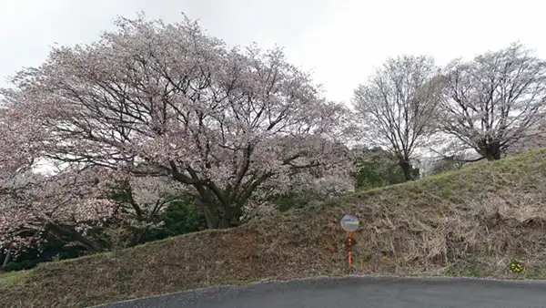 沓掛峠の山桜群の開花景観空撮写真