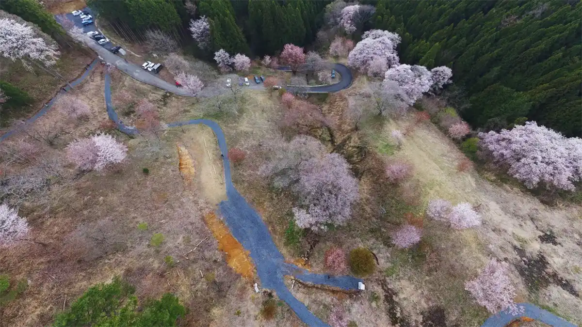 沓掛峠の山桜群の桜開花時の空撮景観