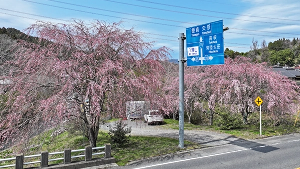 大子町下野宮の万年橋のしだれ桜の開花景観とVRツアーのリンク