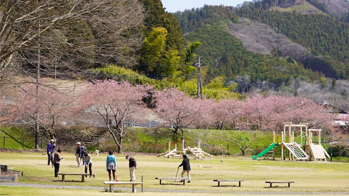 奥久慈茶の里公園の広場の河津桜の風景
