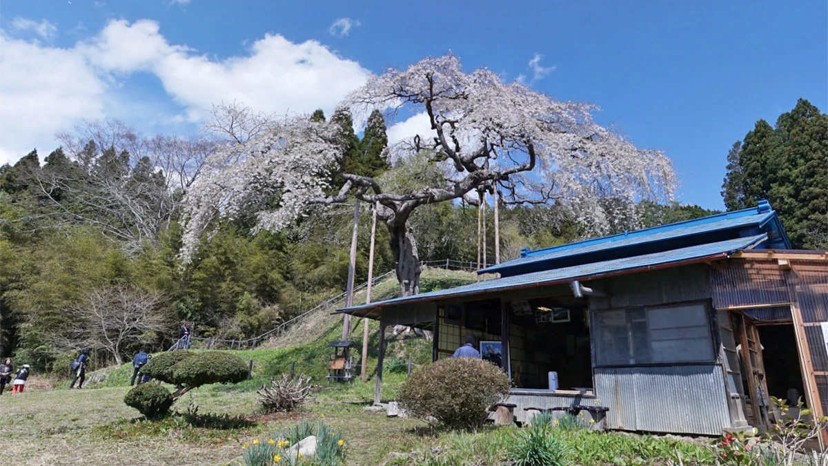外大野のしだれ桜の南側からの景観写真とVRツアーリンク