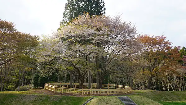 大子町の奥久慈憩いの森の山桜開花写真