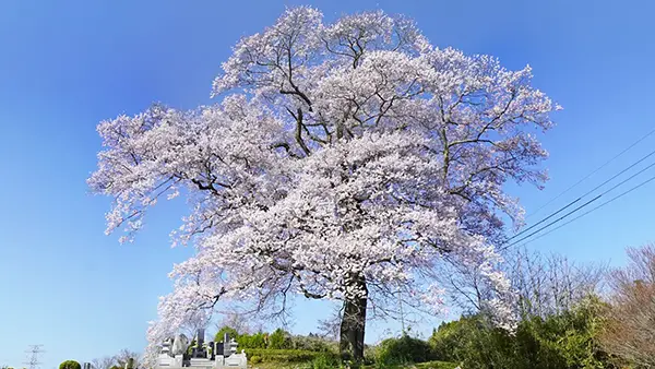 大子町上岡の江戸彼岸桜の南側からの開花景観写真とVRツアーリンク