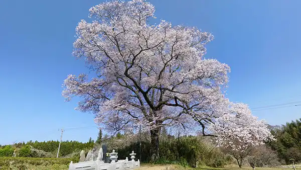 大子町上岡の江戸彼岸桜の開花景観写真