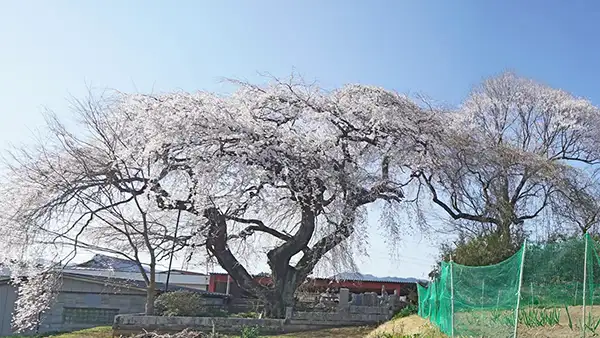 上岡のしだれ桜の南東側からの開花景観写真とVRツアーリンク