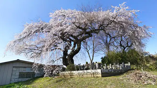大子町上岡のしだれ桜の開花の景観写真
