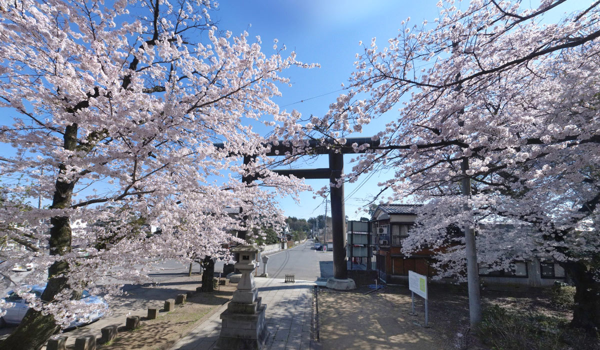 茨城県下妻市の桜 花見の名所 おすすめスポット 茨城vr ツアー