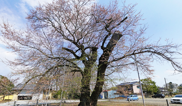 茨城県坂東市の巨木おすすめスポットの歓喜寺の江戸彼岸桜