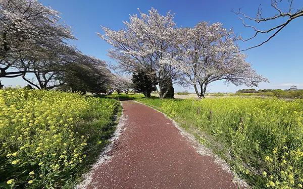 五霞町の観光・自然の中の島公園の景観写真