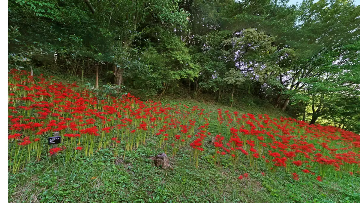 日立市の赤羽緑地の南側の森の彼岸花の開花景観とVRツアーリンク