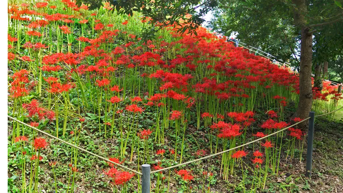 日立市の赤羽緑地の駐車場下斜面の彼岸花開花景観