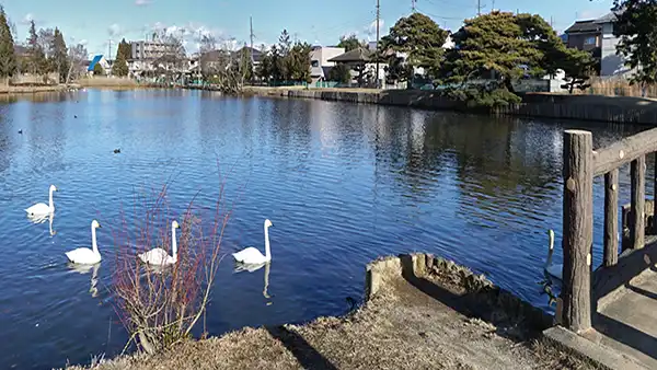 茨城県ひたちなか市の白鳥飛来地おすすめスポット大島公園VRツアー