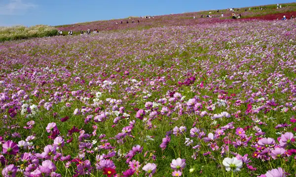 茨城県ひたちなか市の国営ひたち海浜公園のコスモス