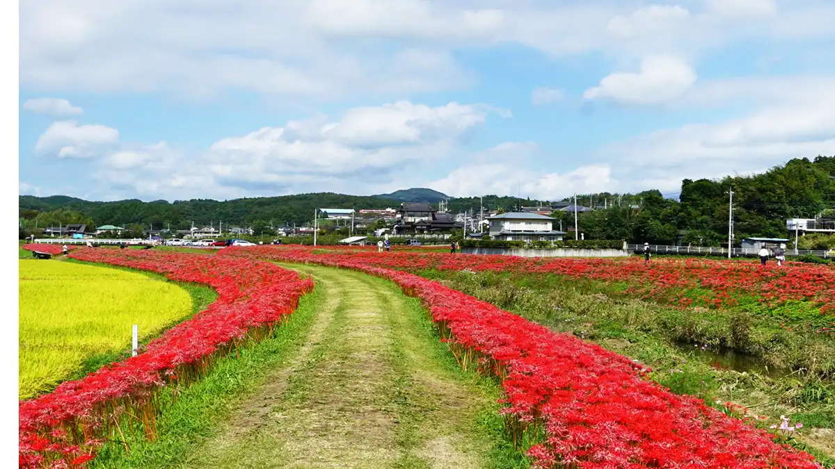 茨城県常陸太田市の源氏川堤防の彼岸花開花景観とVRツアーのリンク