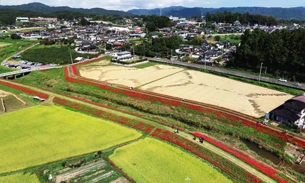 茨城県常陸太田市の源氏川の彼岸花群生地