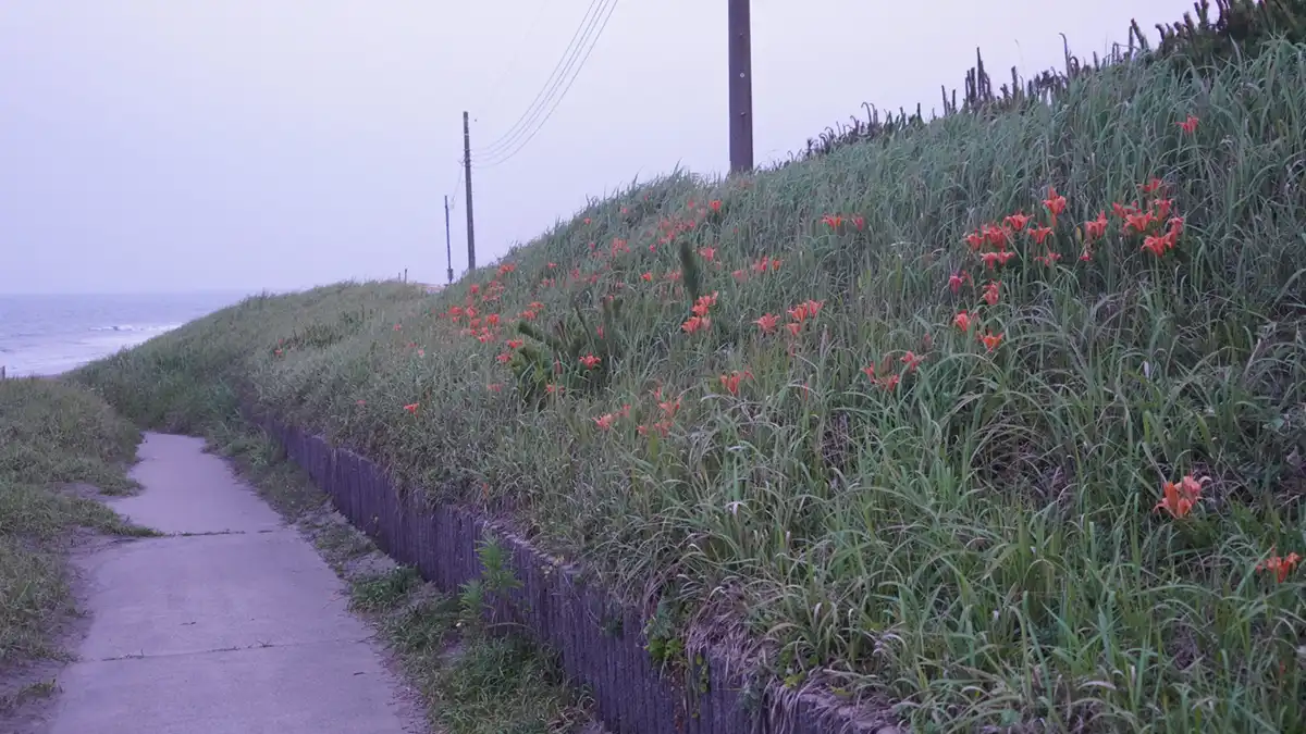 鹿島灘海浜公園(大竹海岸)のスカシユリの群生地の開花景観写真