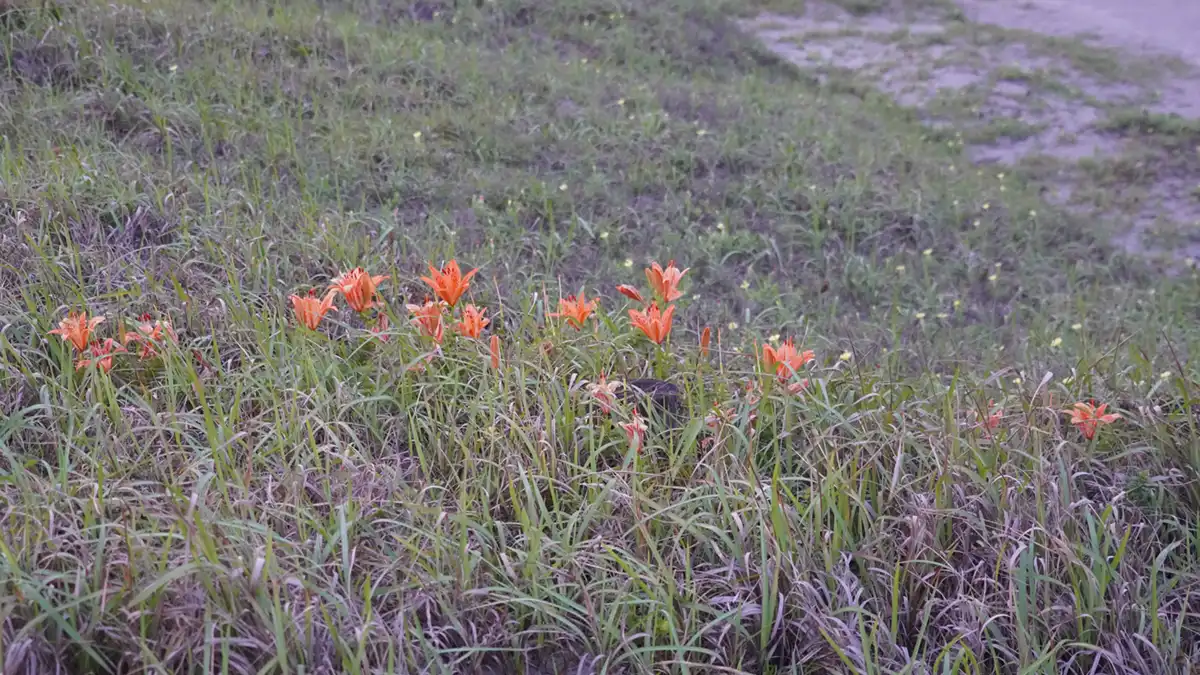 大竹海岸の海側の浜辺のスカシユリ開花景観