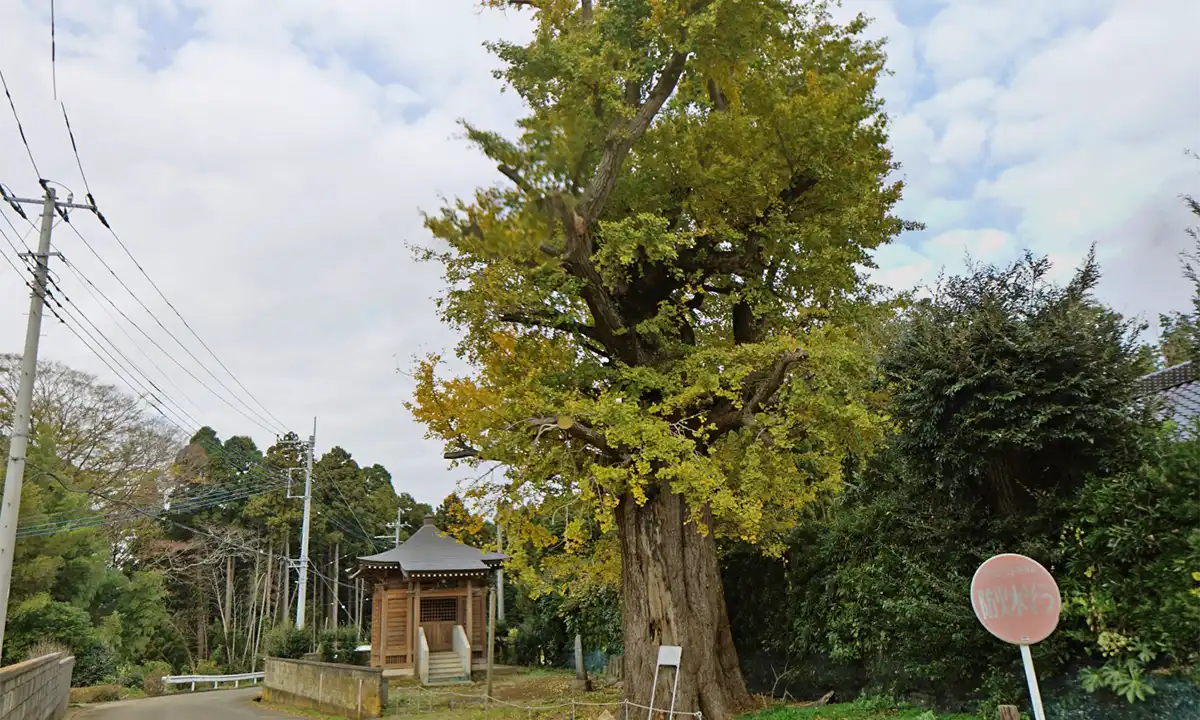 鉾田市の照明院のお葉付イチョウの景観写真