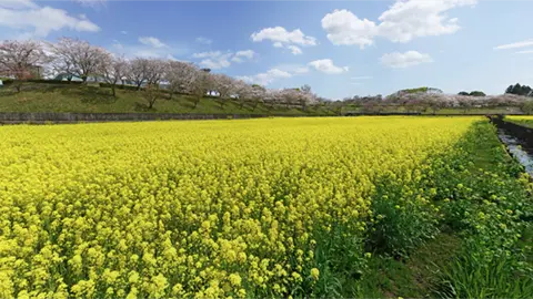 茨城県の菜の花畑の景観