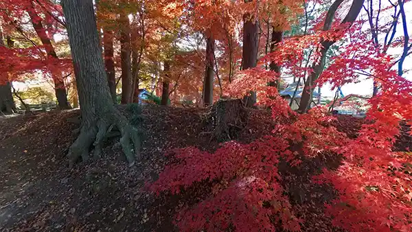 茨城県茨城町の福性寺の参道の紅葉