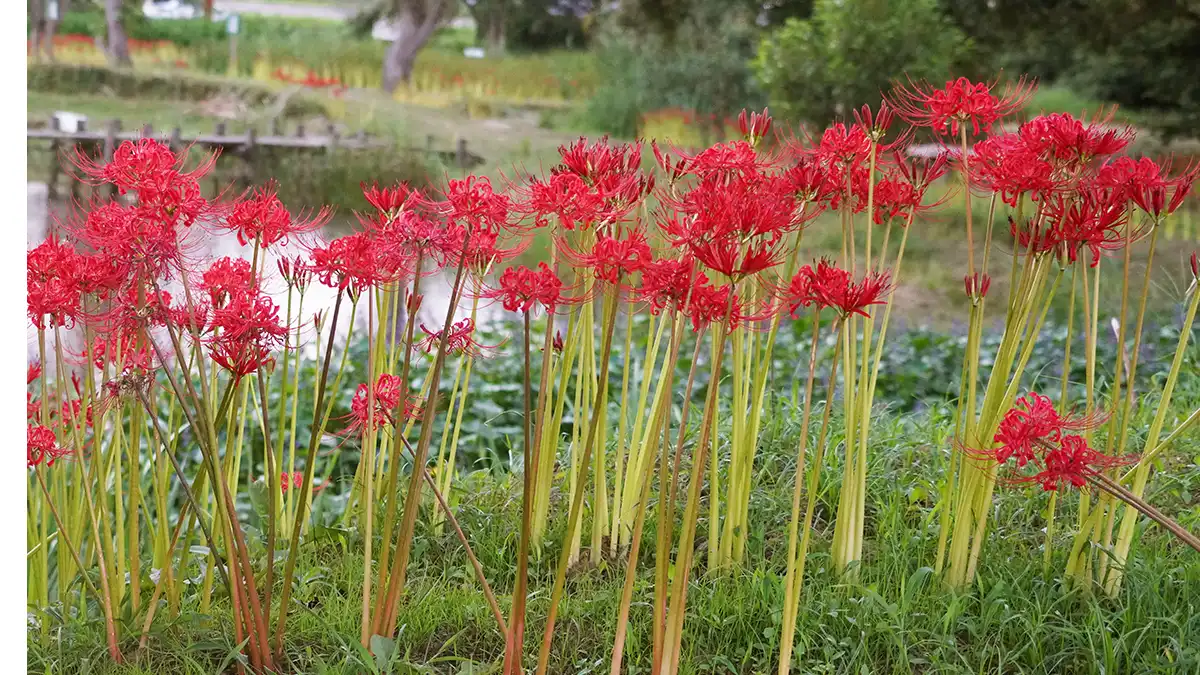 潮来市のトンボ公園の彼岸花とミズアオイの開花景観とVRツアーリンク