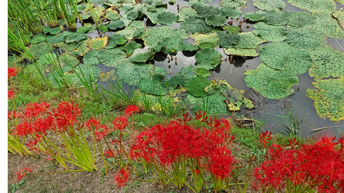 潮来市のトンボ公園の彼岸花とオニバスの開花景観とVRツアーリンク