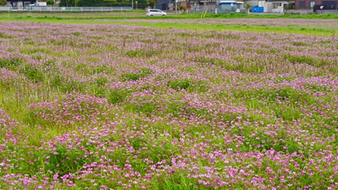 茨城県のレンゲ畑の景観