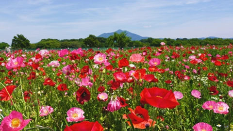 茨城県のポピー畑の景観