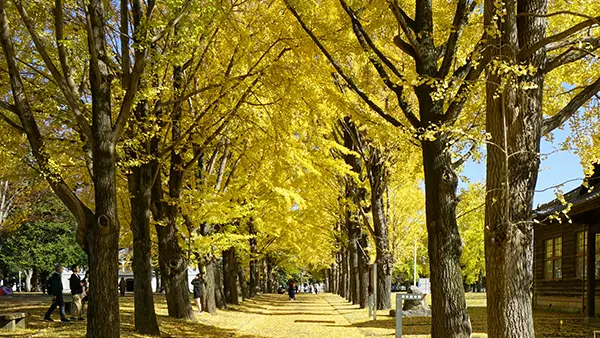 茨城県立歴史館のイチョウ並木の景観写真